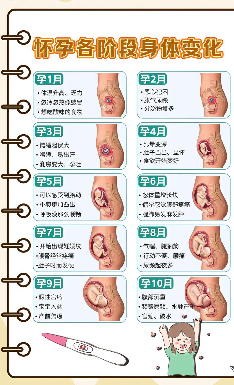 揭秘供卵代孕妈妈怀孕小腹分两节，孕期变化的奥秘雅安代生机构: